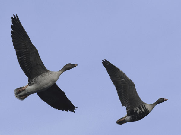 Metsähanhi, Bean Goose, Anser fabalis